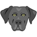 Black Labrador Retriever
